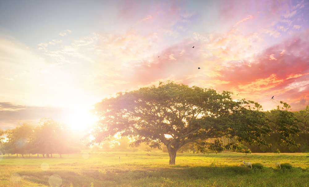 A lone tree in a meadow during sunset.